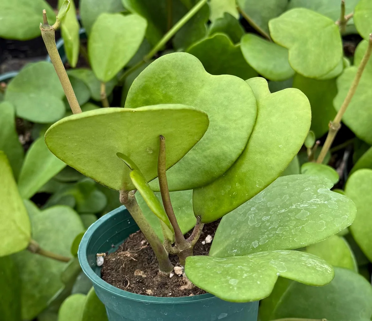 Variegated Hoya Kerrii Live Plant - Sweetheart Hoya in 2", 4", 6" Pot Sizes - Image 6