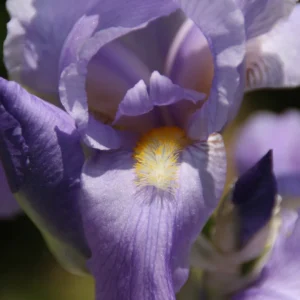 Variegated Iris Pallida Bareroot - Sweet Dalmation Iris Live Plant, 2-3 ft, Outdoor - Image 2