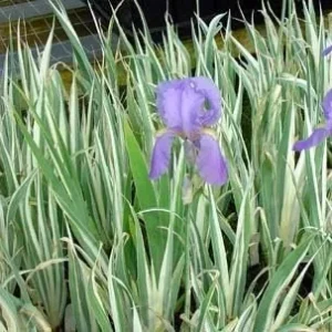 Variegated Iris Pallida Bareroot - Sweet Dalmation Iris Live Plant, 2-3 ft, Outdoor - Image 1