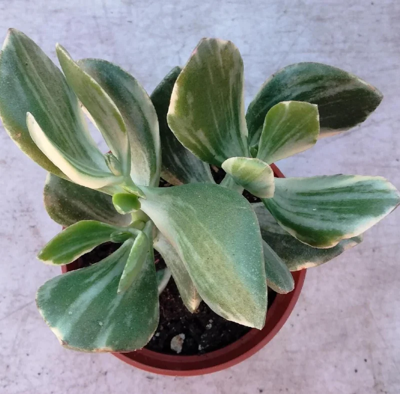 Variegated Jade Plant 4" - Live Succulent for Indoor Decor