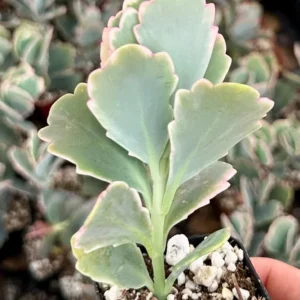Variegated Lavender Scallop Live Plant - Kalanchoe Fedtschenkoi - 2 inch Pot - Image 2