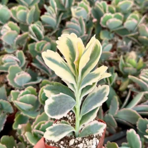 Variegated Lavender Scallop Live Plant - Kalanchoe Fedtschenkoi - 2 inch Pot - Image 1