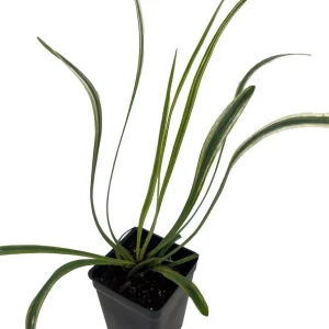 Variegated Lilyturf Liriope Live Plant - Groundcover Plant - 2.5" Pot - Image 2