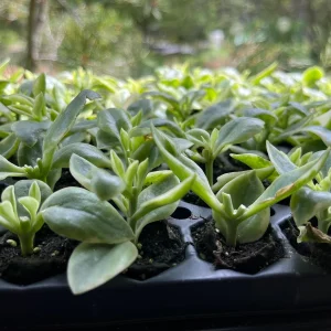 Variegated Mezoo Trailing Red Livingstone Daisy Live Plant - 4 inch Pot - Indoor/Outdoor - Image 10