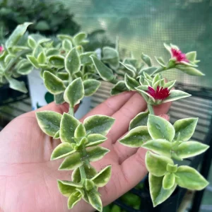 Variegated Mezoo Trailing Red Livingstone Daisy Live Plant - 4 inch Pot - Indoor/Outdoor - Image 3