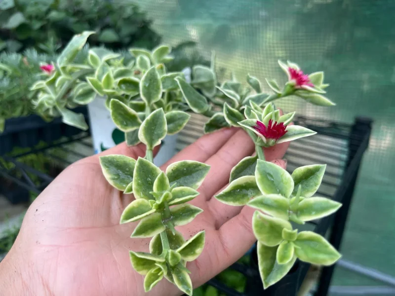 Variegated Mezoo Trailing Red Livingstone Daisy Live Plant