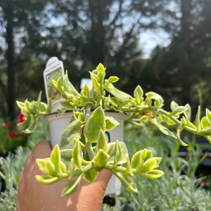 Variegated Mezoo Trailing Red Livingstone Daisy Live Plant - 4 inch Pot - Indoor/Outdoor - Image 4
