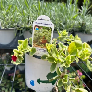 Variegated Mezoo Trailing Red Livingstone Daisy Live Plant - 4 inch Pot - Indoor/Outdoor - Image 8