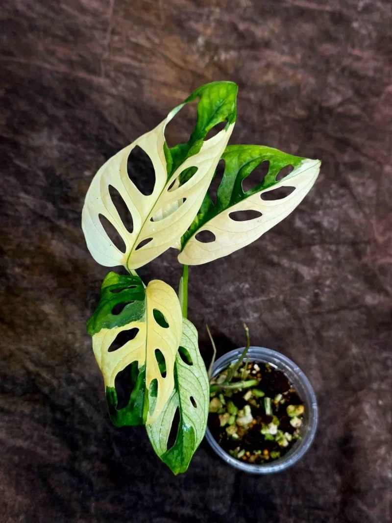 Variegated Monstera Adansonii Albo Live Plant - Rare Houseplant