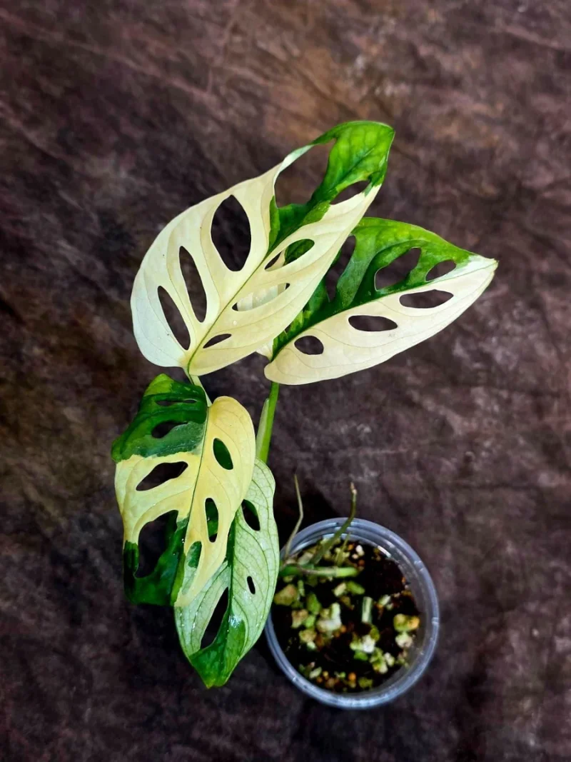 Variegated Monstera Adansonii Albo Live Plant - Rare Houseplant