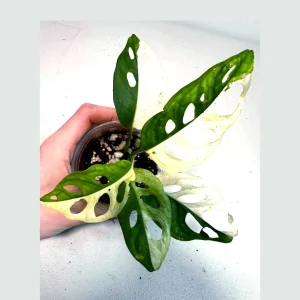 Variegated Monstera Adansonii Albo Live Plant - Half-Moon Leaf Swiss Cheese Plant - Potted Houseplant - Image 2
