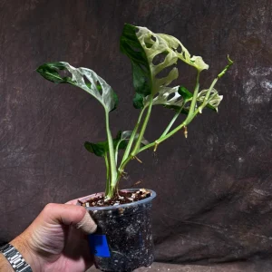 Variegated Monstera Adansonii Albo Live Plant - Half-Moon Leaf Swiss Cheese Plant - Rare Indoor Collector Plant - Image 3