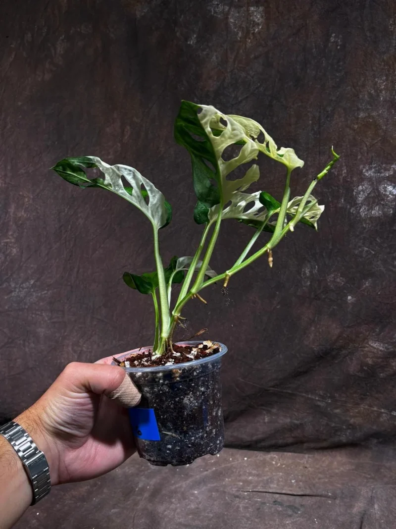 moonflower plant Moon Flower Seeds | White