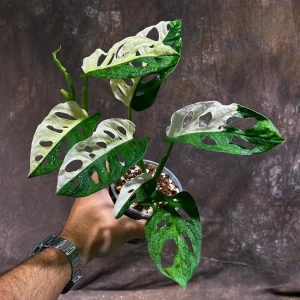 Variegated Monstera Adansonii Albo Live Plant - Half-Moon Leaf Swiss Cheese Plant - Rare Indoor Collector Plant - Image 1