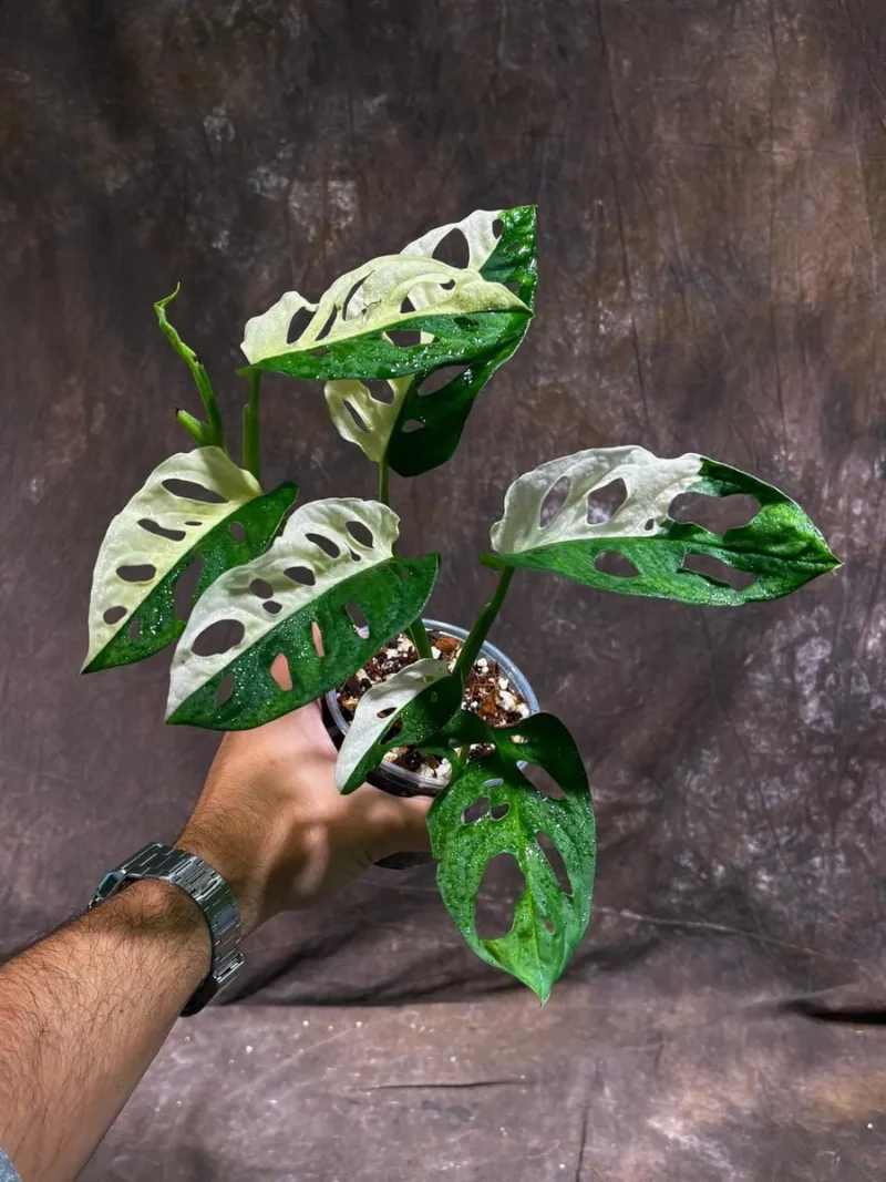 philodendron peperomia Peperomia Raindrop | Care Guide and Pro Tips - Delivery from Toronto across  Canada