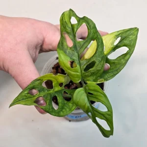 Variegated Monstera Adansonii Albo Live Plant - Rare Swiss Cheese Vine - Image 1