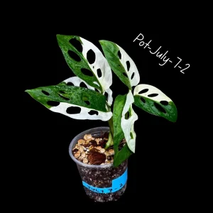 Variegated Monstera Adansonii Albo Live Plant - Rare Swiss Cheese Vine, Half-Moon Leaf Houseplant - Image 1