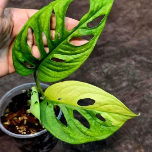 Variegated Monstera Adansonii Albo Live Plant - Rare Swiss Cheese Potted Houseplant - Image 2