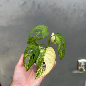 Variegated Monstera Adansonii Albo Live Plant - Rare Swiss Cheese Houseplant in Nursery Pot - Image 3