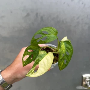 Variegated Monstera Adansonii Albo Live Plant - Rare Swiss Cheese Houseplant in Nursery Pot - Image 5