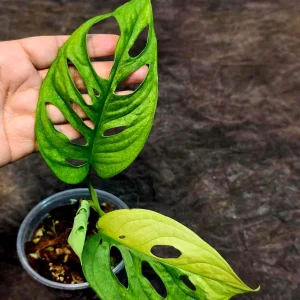 Variegated Monstera Adansonii Albo Live Plant - Rare Swiss Cheese Potted Houseplant - Image 5