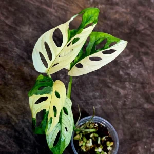 Variegated Monstera Adansonii Albo Live Plant – Rare Half-Moon Swiss Cheese Vine – Indoor Collector Plant - Image 5