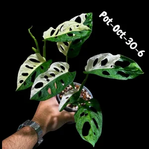 Variegated Monstera Adansonii Albo Live Plant - Rare Swiss Cheese Vine, Half-Moon Leaf Houseplant - Image 6