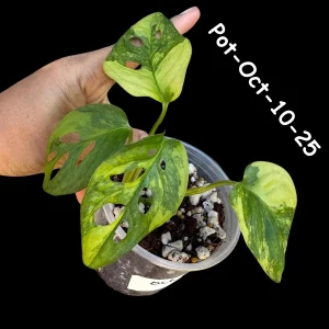 Variegated Monstera Adansonii Albo Live Plant - Rare Swiss Cheese Vine, Half-Moon Leaf Houseplant - Image 8