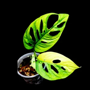 Variegated Monstera Adansonii Albo Live Plant - Rare Swiss Cheese Potted Houseplant - Image 1