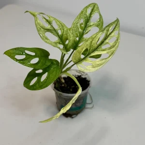 Variegated Monstera Adansonii Mint Live Plant - Rare Swiss Cheese Aroid - Image 3
