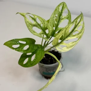 Variegated Monstera Adansonii Mint Live Plant - Rare Swiss Cheese Aroid - Image 1