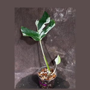 Variegated Monstera Albo Live Plant - Rare Indoor Houseplant - White Borsigiana - Image 1