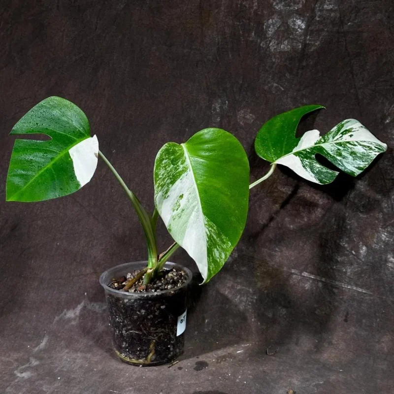 Variegated Monstera Albo Plant - Rare Indoor Houseplant