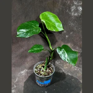 Variegated Monstera Albo Live Plant – Rare Indoor Houseplant – White Borsigiana - Image 1