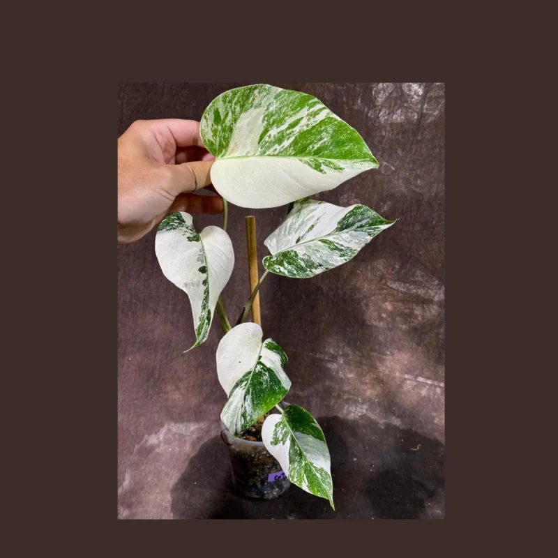 philodendron green lemon Philodendron Lemon Lime – Slow Sunday Select Shop main image 1