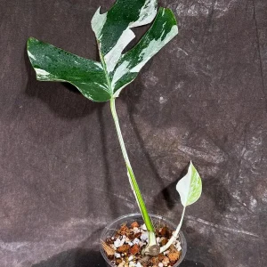 Variegated Monstera Albo Live Plant - Rare Indoor Houseplant - White Borsigiana - Image 2