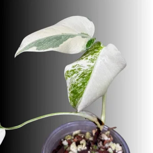 Variegated Monstera Albo Live Plant - Rare Indoor Houseplant - White Borsigiana - Image 2