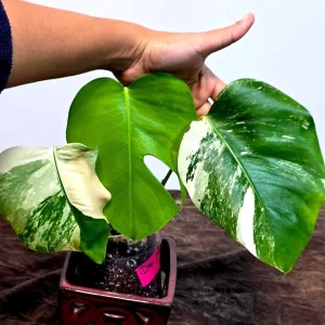 Variegated Monstera Albo Live Plant - Rare Indoor Houseplant - White Borsigiana - Image 2