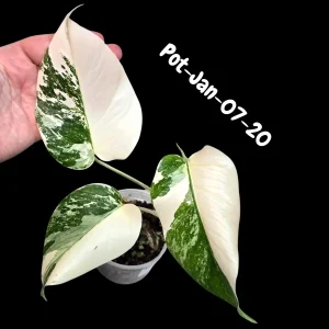 Variegated Monstera Albo Live Plant – Rare Indoor Houseplant – White & Green Foliage - Image 2