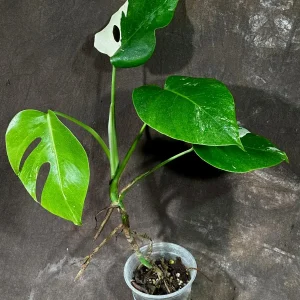 Variegated Monstera Albo Live Plant - Rare Indoor Houseplant with White & Green Leaves - Image 2