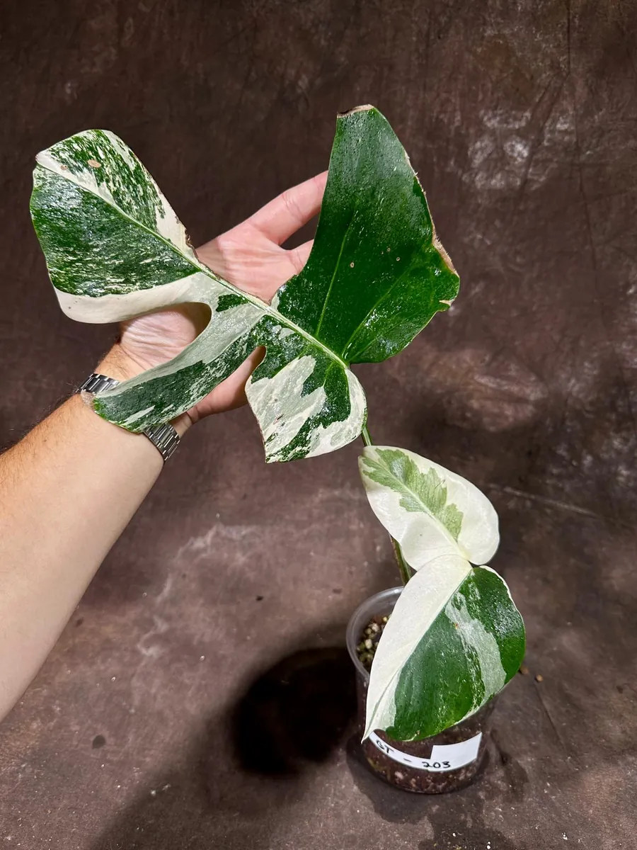 Variegated Monstera Albo Live Plant - Rare Indoor Houseplant - White Variegation - Image 2
