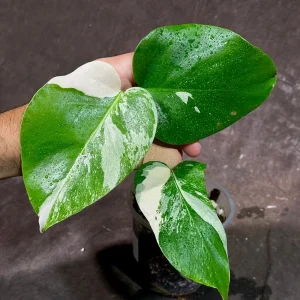 Variegated Monstera Albo Live Plant - Rare Indoor Houseplant - White & Green Leaves - Image 2