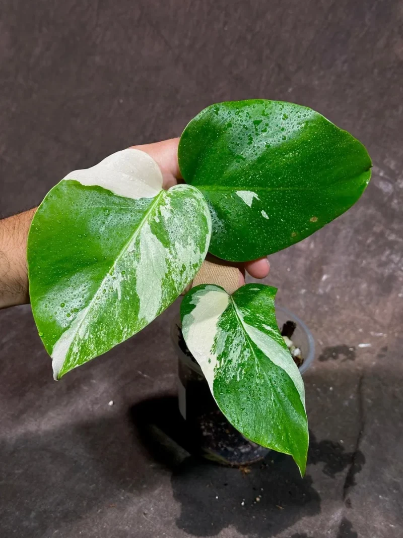 philodendron erubescens Philodendron erubescens 'Red Emerald' 6