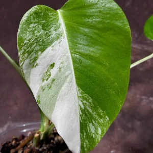 Variegated Monstera Albo Live Plant - Rare Indoor Houseplant - White & Green Leaves - Image 2