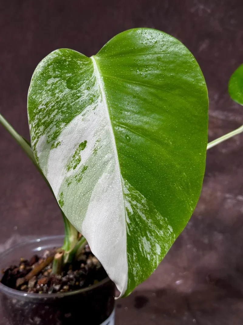 Variegated Monstera Albo Plant - Rare Indoor Houseplant