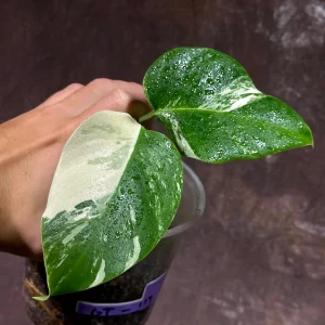 Variegated Monstera Albo Live Plant - Rare Indoor Houseplant with White Variegation - Image 2