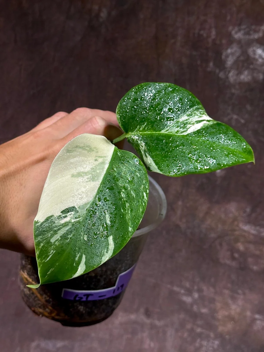 Variegated Monstera Albo Live Plant - Rare Indoor Houseplant with White Variegation - Image 2