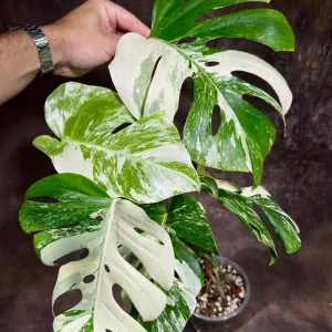 Variegated Monstera Albo Live Plant - Rare Indoor Houseplant - White Variegation - Image 2