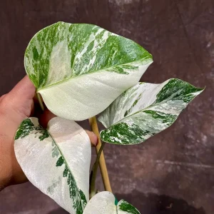 Variegated Monstera Albo Live Plant - Rare Indoor Houseplant with White & Green Leaves - Image 3