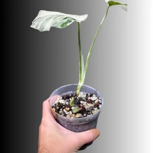 Variegated Monstera Albo Live Plant - Rare Indoor Houseplant - Image 3